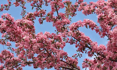 Voorjaarsvakantie 23 feb. t/m 27 feb. '26